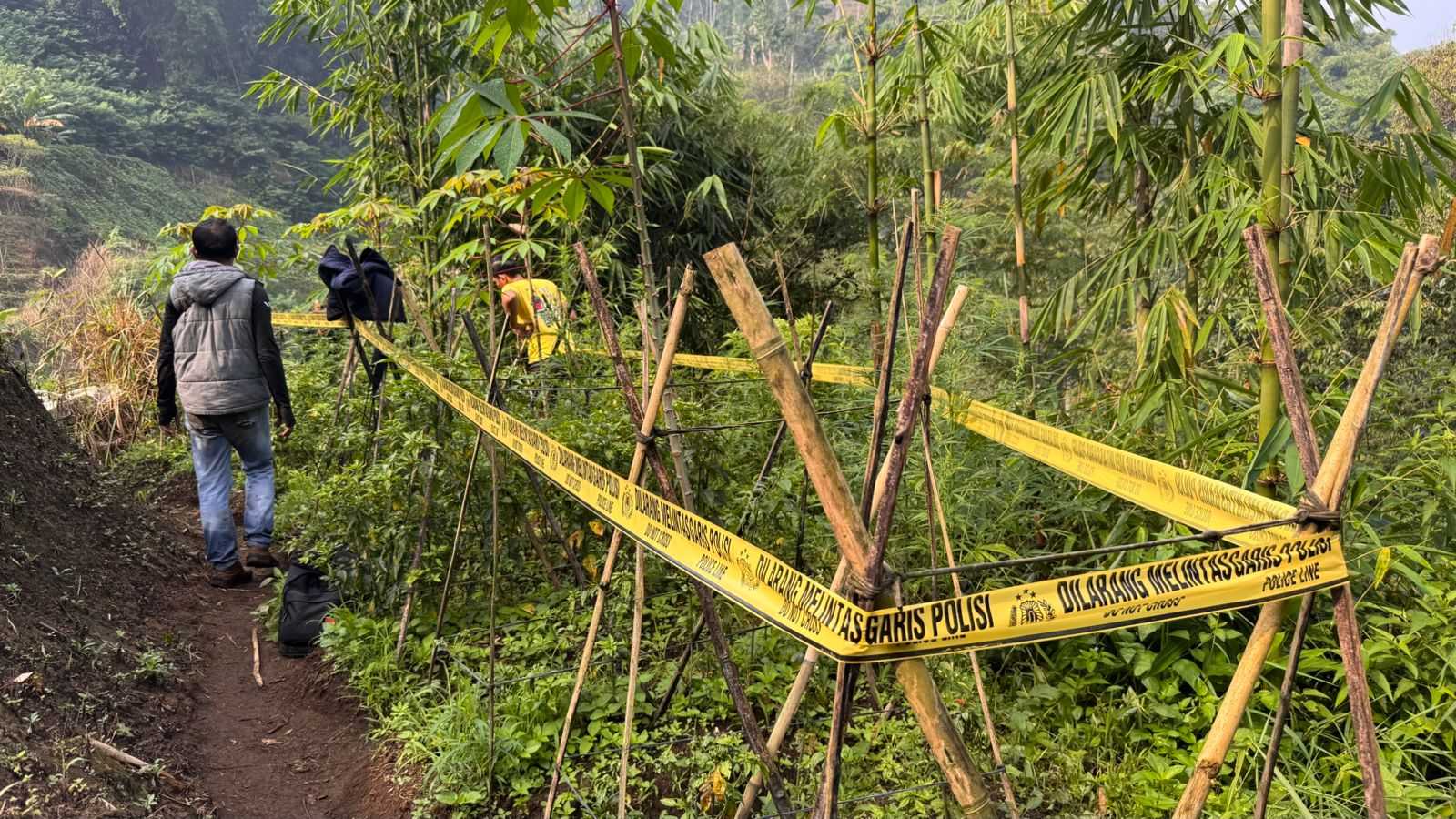 Tanaman Ganja Ditemukan di Sucinaraja, Polres Garut Lakukan Penyelidikan